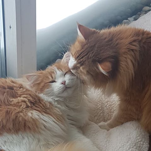 sibirisk katt Neptune o Rost